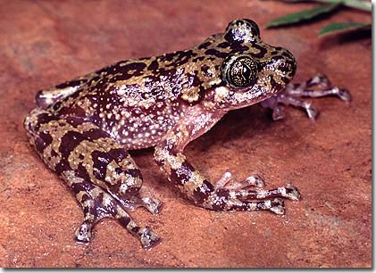 Picture 4 of The most strange creatures in the world are becoming increasingly unusual