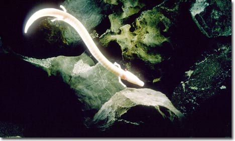 Picture 5 of The most strange creatures in the world are becoming increasingly unusual