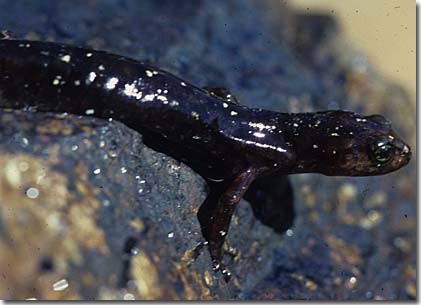 Picture 6 of The most strange creatures in the world are becoming increasingly unusual