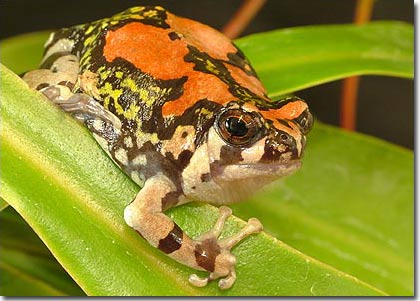 Picture 7 of The most strange creatures in the world are becoming increasingly unusual
