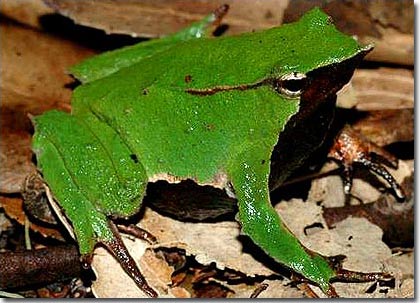 Picture 8 of The most strange creatures in the world are becoming increasingly unusual