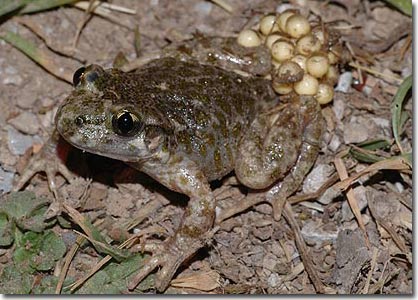 Picture 9 of The most strange creatures in the world are becoming increasingly unusual