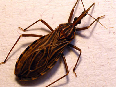 Picture 4 of The most terrible diseases of all time