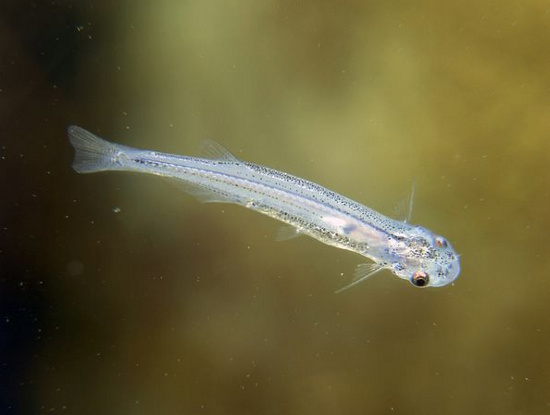 Picture 1 of The most terrifying freshwater animals
