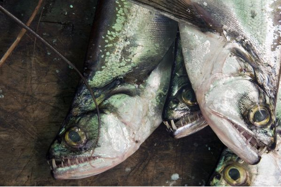 Picture 2 of The most terrifying freshwater animals