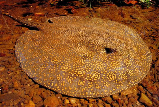 Picture 3 of The most terrifying freshwater animals