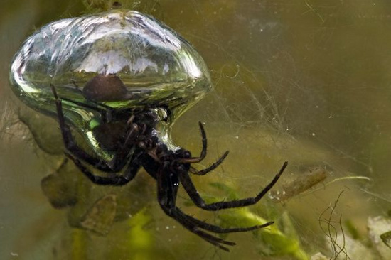 Picture 5 of The most terrifying freshwater animals