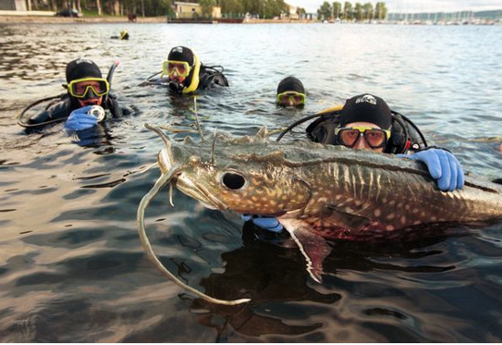 Picture 6 of The most terrifying freshwater animals