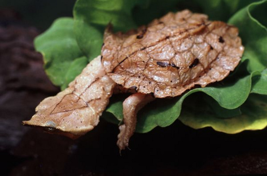 Picture 7 of The most terrifying freshwater animals
