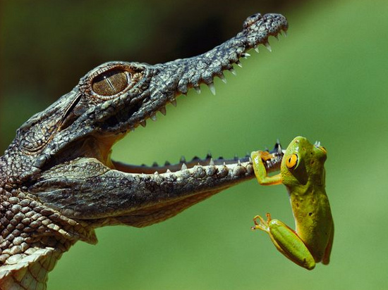 Picture 8 of The most terrifying freshwater animals