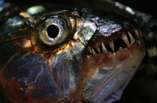 Picture 9 of The most terrifying freshwater animals