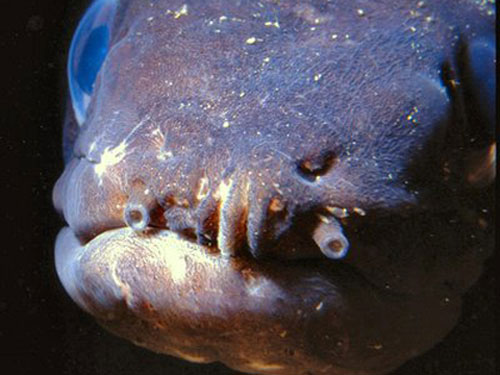 Picture 10 of The most terrifying species of 'demons' in the world