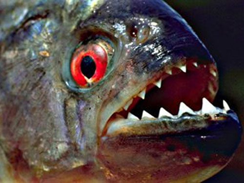 Picture 2 of The most terrifying species of 'demons' in the world