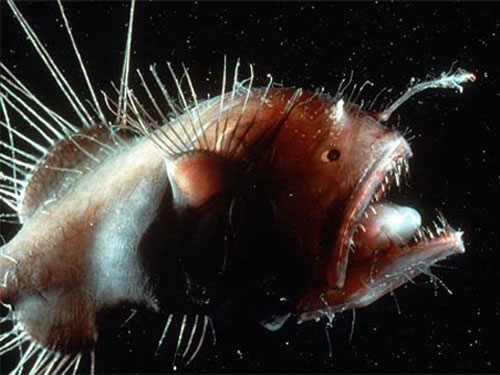 Picture 3 of The most terrifying species of 'demons' in the world