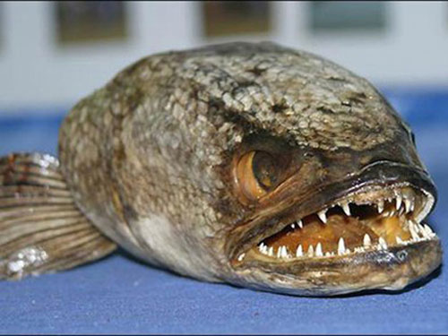Picture 5 of The most terrifying species of 'demons' in the world