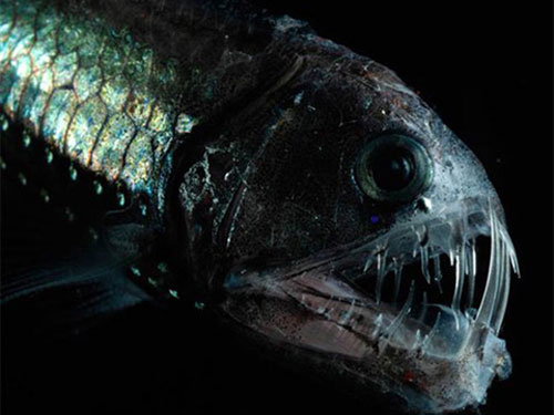 Picture 6 of The most terrifying species of 'demons' in the world