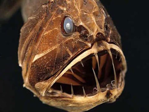 Picture 7 of The most terrifying species of 'demons' in the world