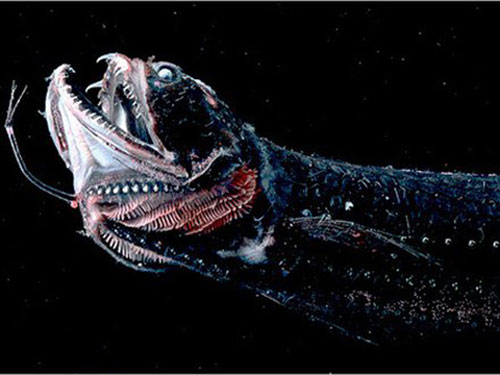 Picture 8 of The most terrifying species of 'demons' in the world