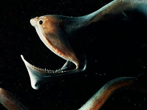 Picture 9 of The most terrifying species of 'demons' in the world