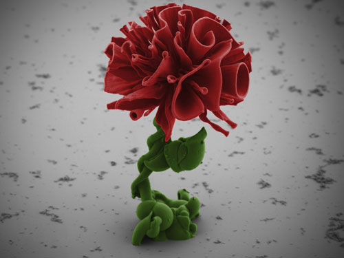 Picture 4 of The most unique scientific photo of 2013