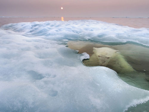 Picture 6 of The most unique scientific photo of 2013