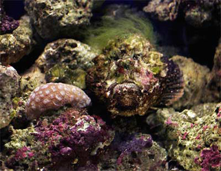 Picture 4 of The most unusual and dangerous fish
