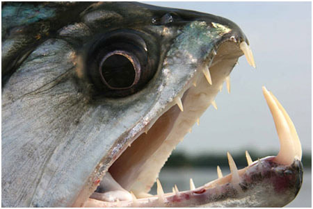 Picture 6 of The most unusual and dangerous fish