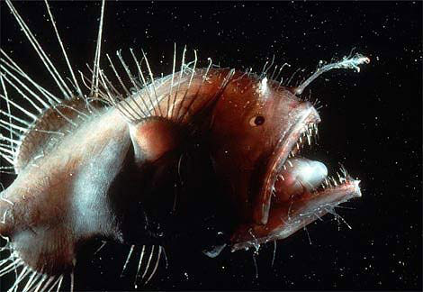 Picture 7 of The most unusual and dangerous fish