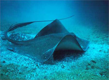 Picture 8 of The most unusual and dangerous fish