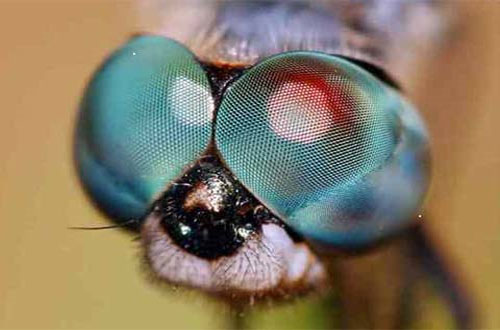 Picture 3 of The most unusual eyes of animals (I)
