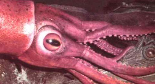 Picture 5 of The most unusual eyes of animals (I)