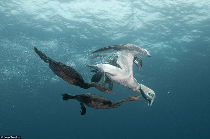 Picture 10 of The most vivid moments of nature