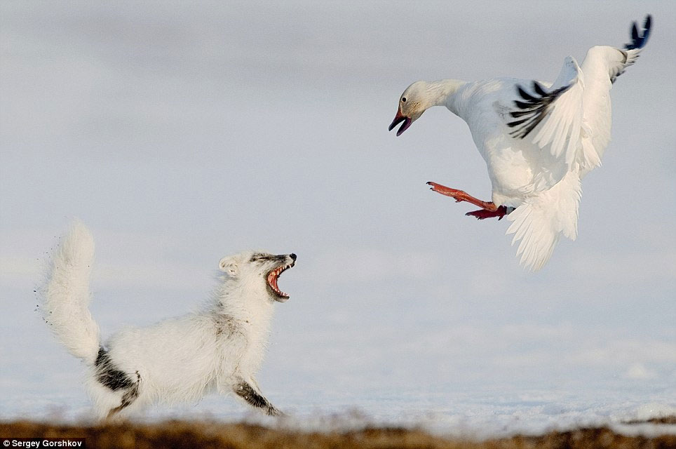 Picture 7 of The most vivid moments of nature