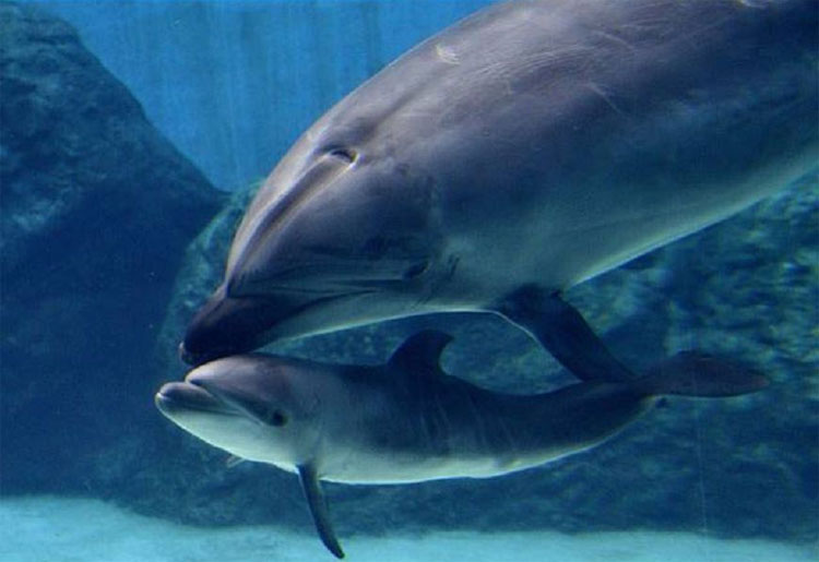 The mother dolphin killed her newborn baby because she didn't want her to be imprisoned images 1