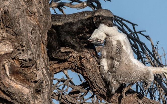 Picture 1 of The mother eagle stared at the badger and caught the baby bird