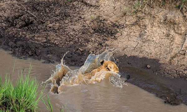 Picture 8 of The mother lion taught me to jump over the river
