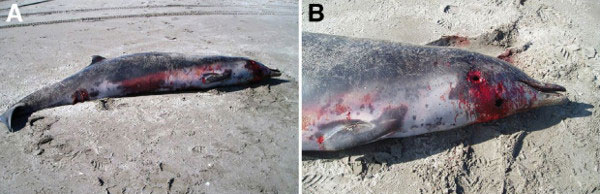 Picture 1 of The mother of the world's rarest whale died of stranding