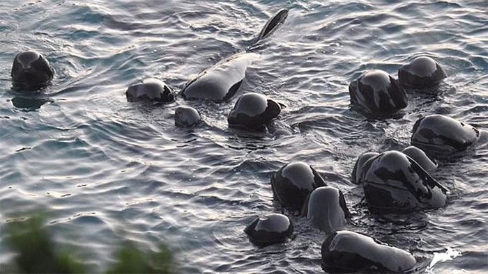 The mother whale pats her cubs before the massacre images 1