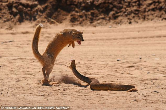 Picture 1 of The mound enters the cave to hunt young, cobra is torn by mongoose