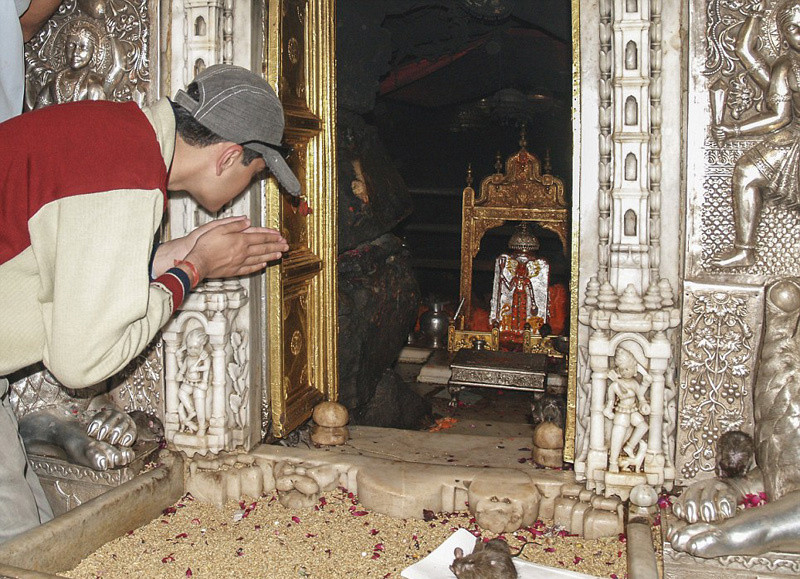 Picture 8 of The mouse temple crawls at the foot of tourists in India