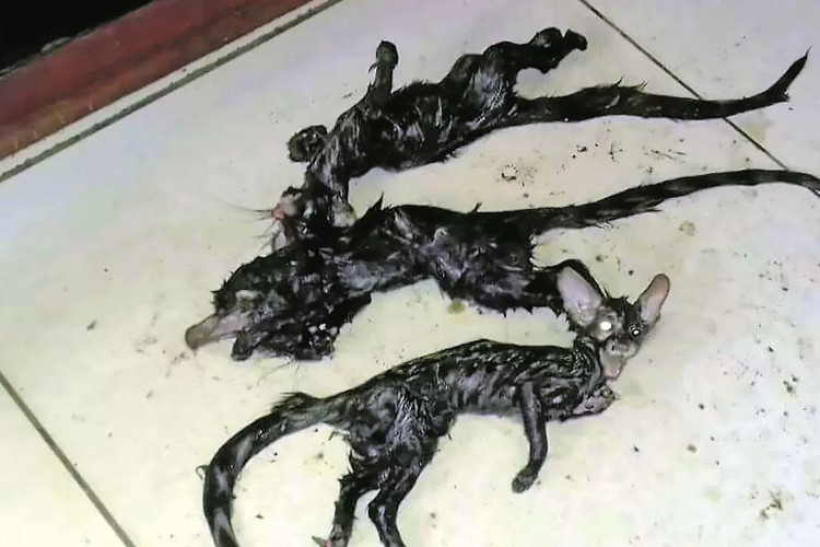 Picture 1 of The mouse-cat strange creature made the South African people afraid