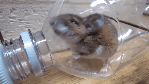 Picture 10 of The mousetrap trap was hit by a plastic bottle