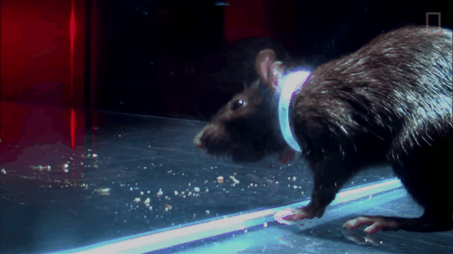Picture 11 of The mousetrap trap was hit by a plastic bottle