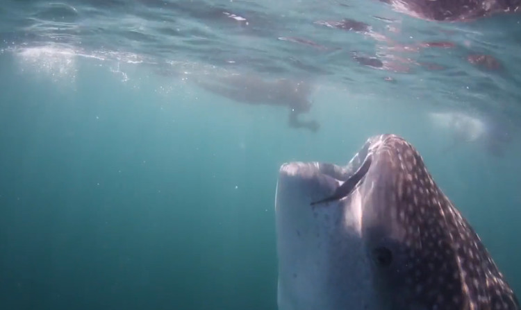 Picture 1 of The mouth is as big as the deep hole of a 10-meter whale shark