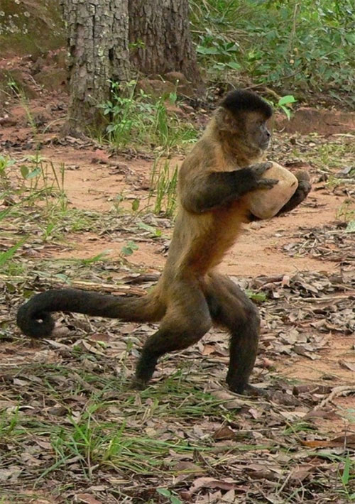 Picture 1 of The moves to attract the enemy's animals