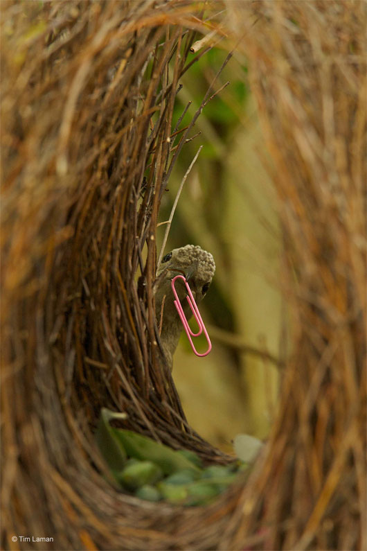 Picture 5 of The moves to attract the enemy's animals