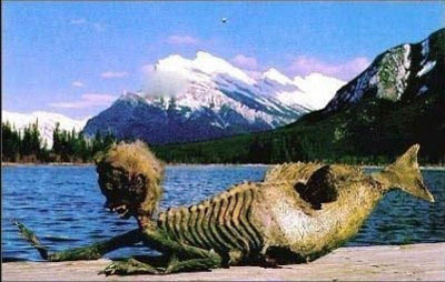 Picture 2 of The mummified corpses of 'mermaids'