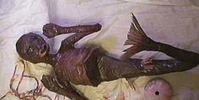 Picture 3 of The mummified corpses of 'mermaids'