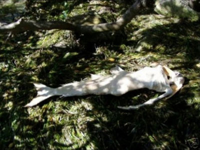 Picture 4 of The mummified corpses of 'mermaids'