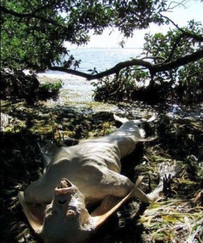 Picture 5 of The mummified corpses of 'mermaids'